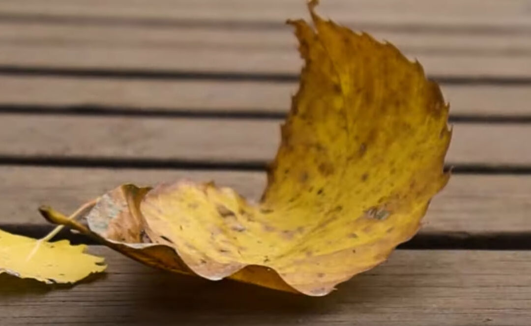 Otoño